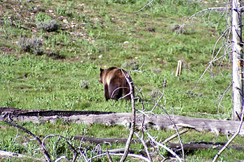 Grizzly Bear - 06 Jun 2002 by John W. Uhler ©