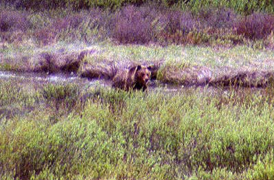 Grizzly Bear - Moose Exhibit Meadow - 11 June 2002 by John W. Uhler &copy;