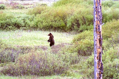 Grizzly Bear - Moose Exhibit Meadow - 11 June 2002 by John W. Uhler &copy;