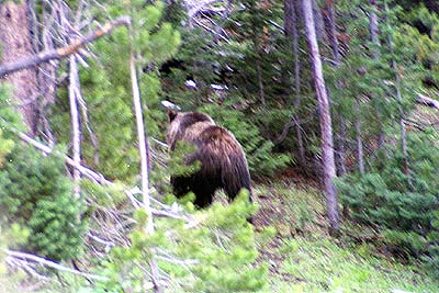 Grizzly Bear - Moose Exhibit Meadow - 11 June 2002 by John W. Uhler &copy;
