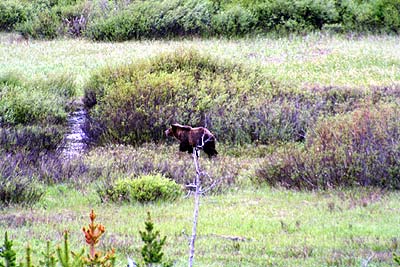 Grizzly Bear - Moose Exhibit Meadow - 11 June 2002 by John W. Uhler &copy;
