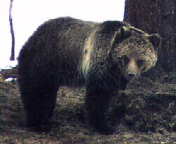 Grizzly by John W. Uhler - April 1998 ©