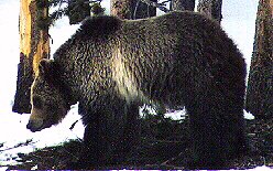 Grizzly by John W. Uhler - April 1998 ©