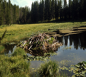 Beaver Ponds - Yellowstone National Park