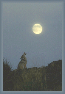 Coyote Howling at the Moon