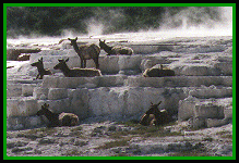 Elk Keeping Warm - Mammoth - Jun 1996 - by John W. Uhler