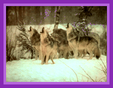 Wolves Howling