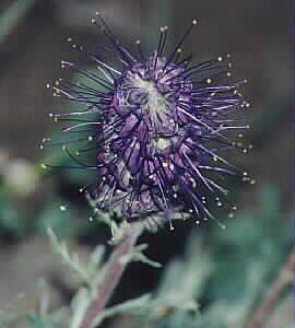 John's Flower at Trout Lake by John W. Uhler &copy;