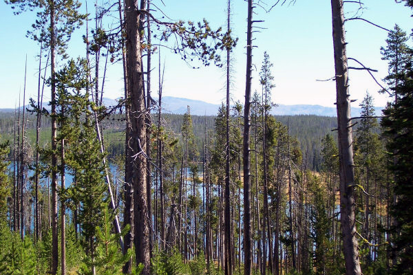 Beula Lake from the trail in Yellowstone National Park by Bill Brown © Copyright All Rights Reserved