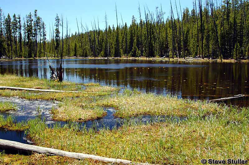 Lily Pad Lake - Yellowstone National Park ~ Photo by Steve Stuller © Copyright All Rights Reserved