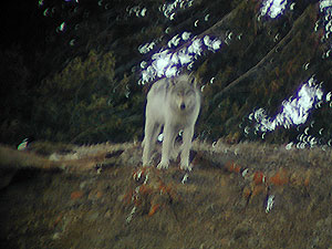 Druid Peak Pack Gray Wolf &copy;