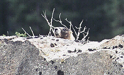 Peek-a-boo Yellow-bellied Marmot by John W. Uhler - June 1997
