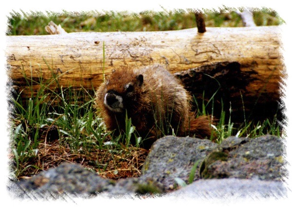 Yellowstone Yellow-bellied Marmot by John William Uhler © Copyright All Rights Reserved
