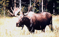 Bull Moose