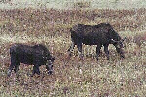 Moose Cow and Calf  by John W. Uhler - 27 May 2002 &copy;