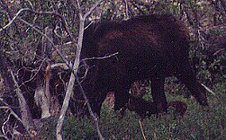 Moose and Calf at Tower by John W. Uhler &copy;
