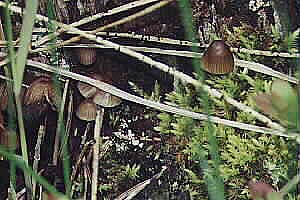 Mushrooms by John W. Uhler - Spring 2000 &copy;