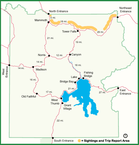 Sightings and Trip Report are from the North and Northeast Area of Yellowstone