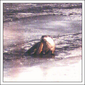 Yellowstone Otter - November 11, 2000 by John W. Uhler ©