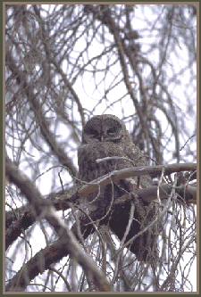 Owl Owl