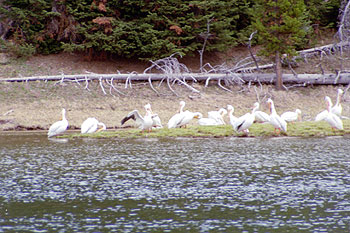 Pelicans on the Yellowstone - 01 June 2002 by John W. Uhler &copy;