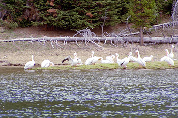 Pelicans on the Yellowstone - 01 June 2002 by John W. Uhler ©