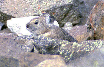 American Pika Picture by John William Uhler taken on 28 June 2002 on Mount Washburn in Yellowstone © Copyright All Rights Reserved