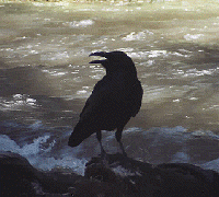 Campground Cleaner by John W. Uhler - June 1997