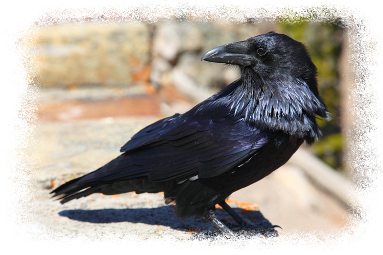 Raven by John William Uhler Copyright © All Rights Reserved