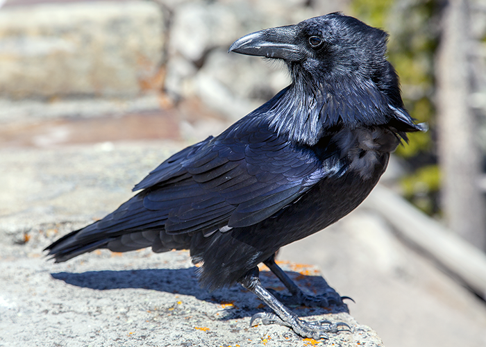 Raven by John William Uhler in Yellowstone National Park © Copyright Page Makers, LLC and Yellowstone Media