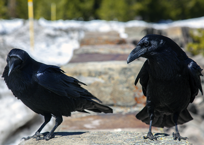 Raven Photos by John William Uhler © Copyright All Rights Reserved