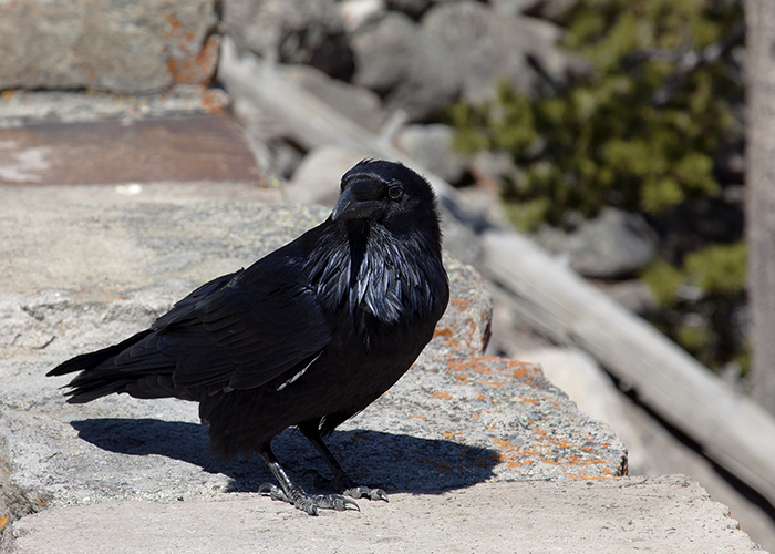 Raven Photos by John William Uhler © Copyright All Rights Reserved