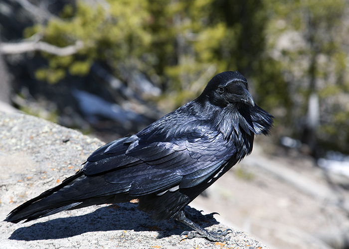 Raven Photos by John William Uhler © Copyright All Rights Reserved