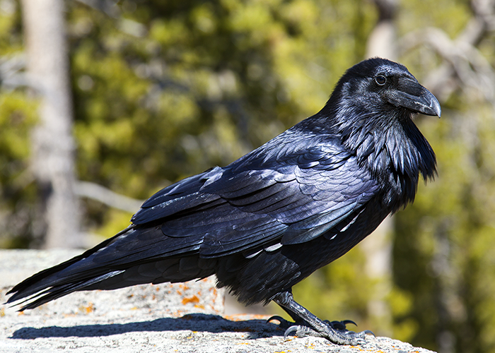 Raven Photos by John William Uhler © Copyright All Rights Reserved