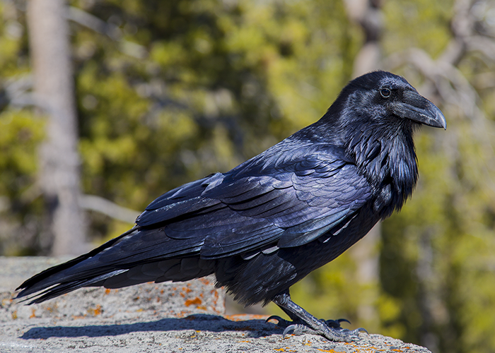 Raven Photos by John William Uhler © Copyright All Rights Reserved