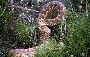 Prairie Rattlesnake Snake - NPS Photo