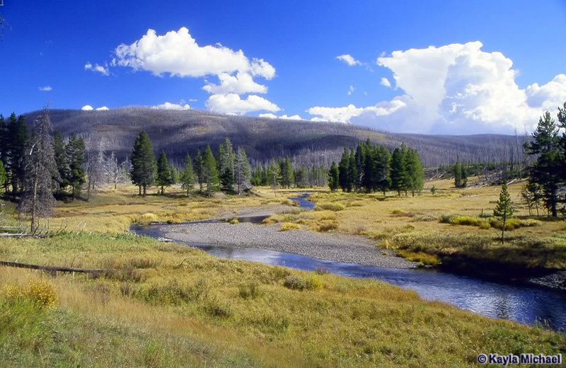 Chipmunk Creek - Yellowstone National Park ~ Photo by Kayla Michael © Copyright All Rights Reserved