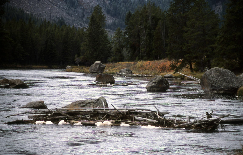 Madison River - Yellowstone National Park ~ by J. Schmidt NPS Photo