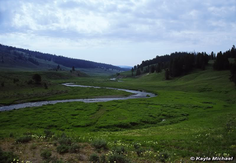Upper Snake River - Yellowstone National Park ~ by Kayla Michael © Copyright All Rights Reserved