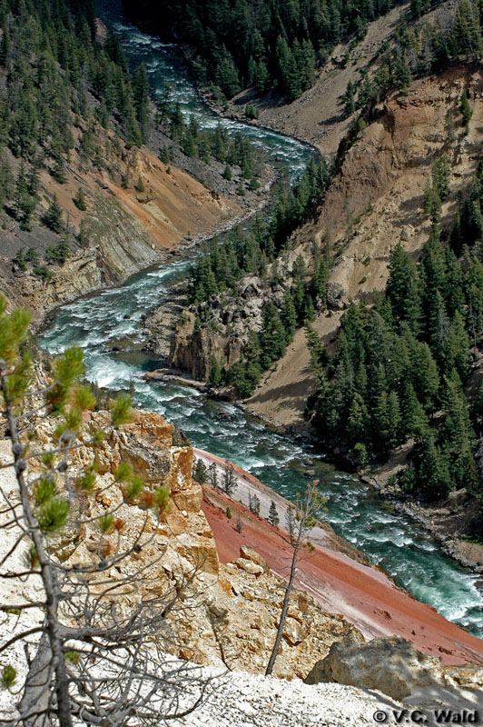 Yellowstone River - Yellowstone National Park ~ Photo by V.C. Wald © Copyright All Rights Reserved
