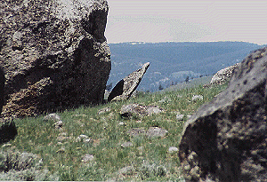 Joseph's Rock Hawk - by John W. Uhler