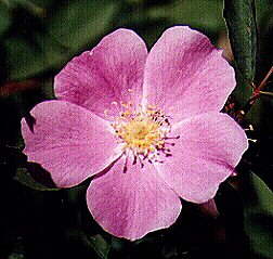 Wild Rose by John W. Uhler - July 1998 &copy;
