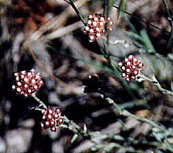 Rose Pussy Toes by John W. Uhler - July 1998 &copy;