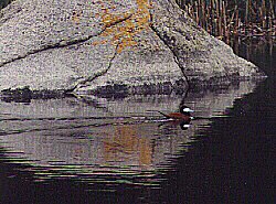 Ruddy Duck on Glacial Pond by John W. Uhler &copy;