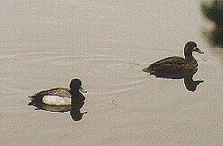 Lesser Scaups by John W. Uhler - June 1998 ©