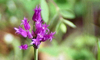Shortstyle Onion - Mount Washburn - 28 June 2002 by John W. Uhler &copy;