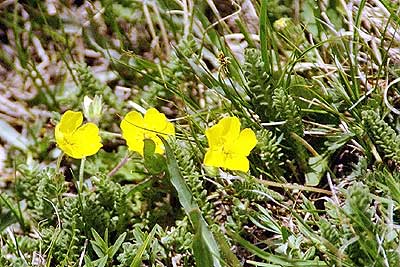 Shrubby Cinquefoil - 28 June 2002 by John W. Uhler &copy;