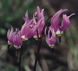 Slimpod Shooting Stars - by John W. Uhler &copy;