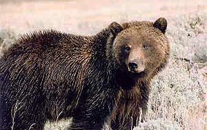 Grizzly Bear Sow by Tonya Matthews ©