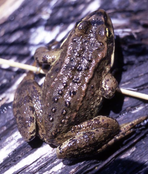 Spotted Frog by John Good - NPS Photo